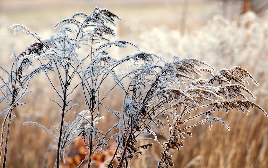 frost, grass, winter, cold, january, nature, frosty, winter landscape HD wallpaper