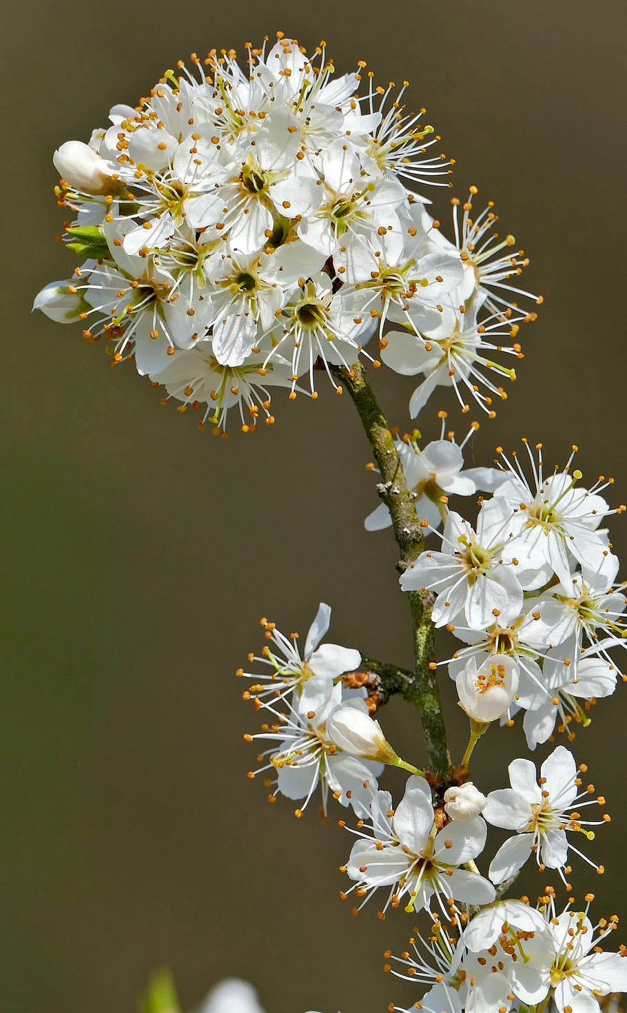 landscape, nature, tree, apple blossom, light, sun, flowers HD wallpaper