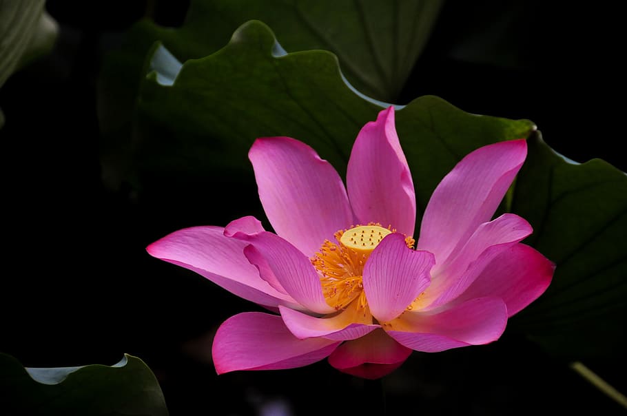 pink petaled flower, flowering plant, vulnerability, freshness HD wallpaper