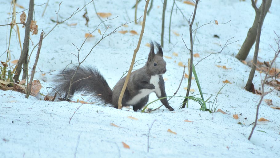 forest, animals, rodents, creature, squirrel, mammalian, cute HD wallpaper