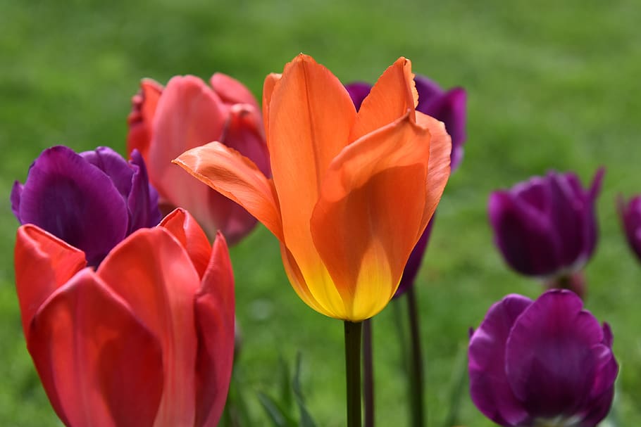 tulips, spring, violet, red, orange, grass, green, flower, flowering plant HD wallpaper