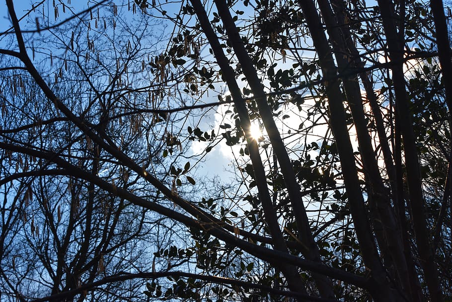 branch, bare, winter tree, leafless, tangle, tangled branches HD wallpaper