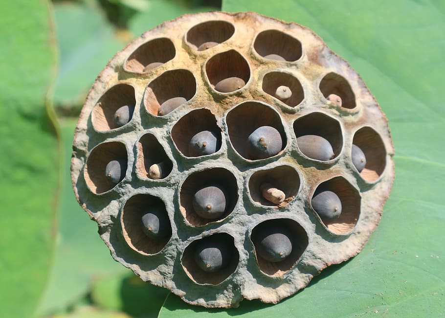 lotus seed, brown, circle, round, green, leaf, narrow window HD wallpaper