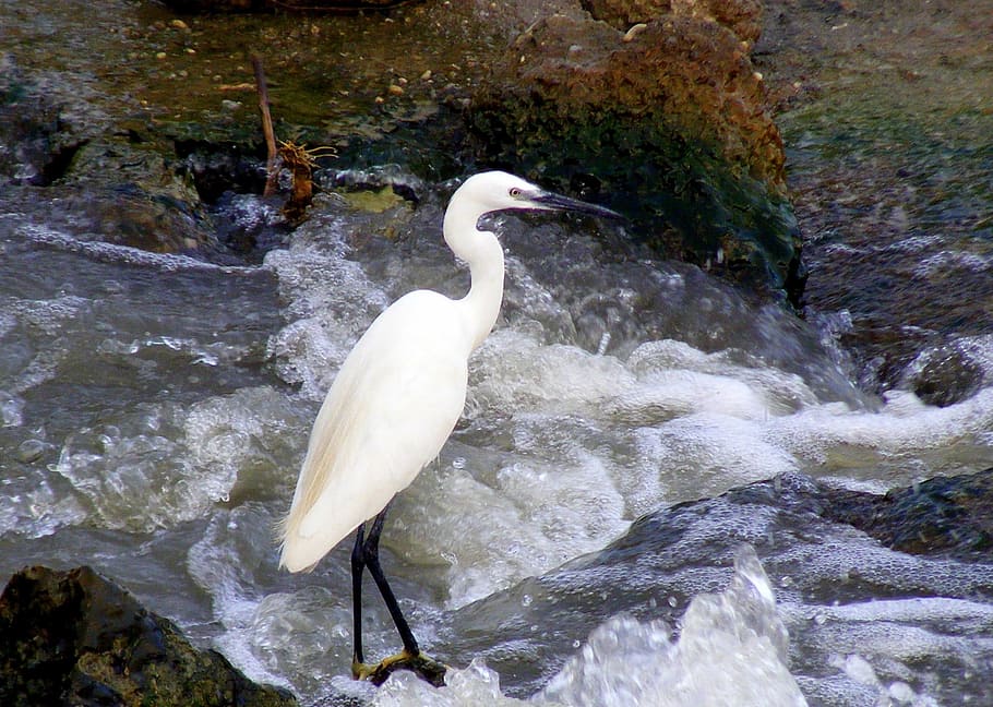 bird, white, nature, fly, sit, observe, wild, water, animal wildlife HD wallpaper