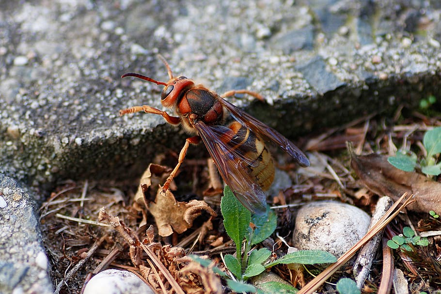 hornet, insect, macro, close up, animal themes, one animal HD wallpaper