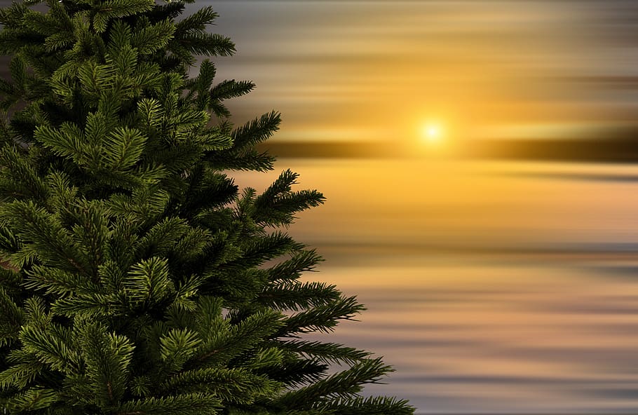 fir tree, christmas, sunset, christmas tree, winter, landscape HD wallpaper