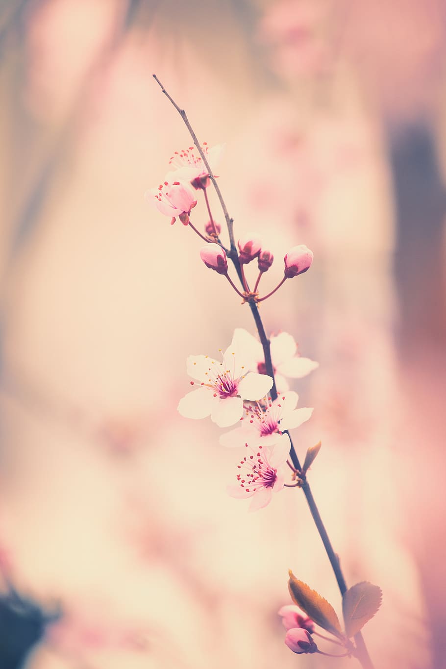 flowers, cherry tree, spring, cherry blossom, nature, bloom HD wallpaper