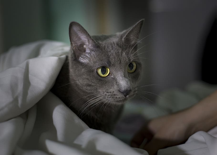 Russian blue cat, madrid, pet, animal, spain, vicálvaro, eye HD wallpaper