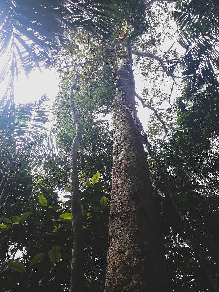 nature, trees, panama, rainforest, plant, low angle view, trunk HD wallpaper