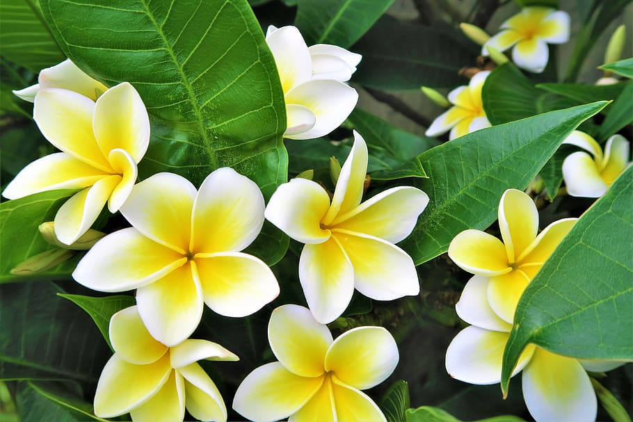 flower, nature, leaves, tree, branch, green, spring, plant HD wallpaper