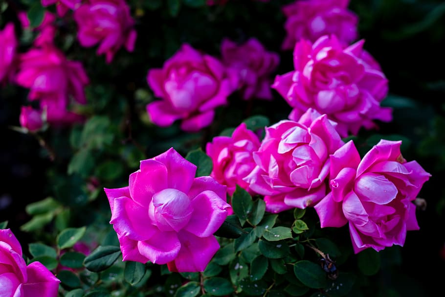 flowers, flowering plant, beauty in nature, freshness, petal HD wallpaper