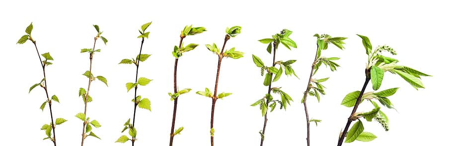 branches, decoration, leaf, leaves, white, isolated, design HD wallpaper