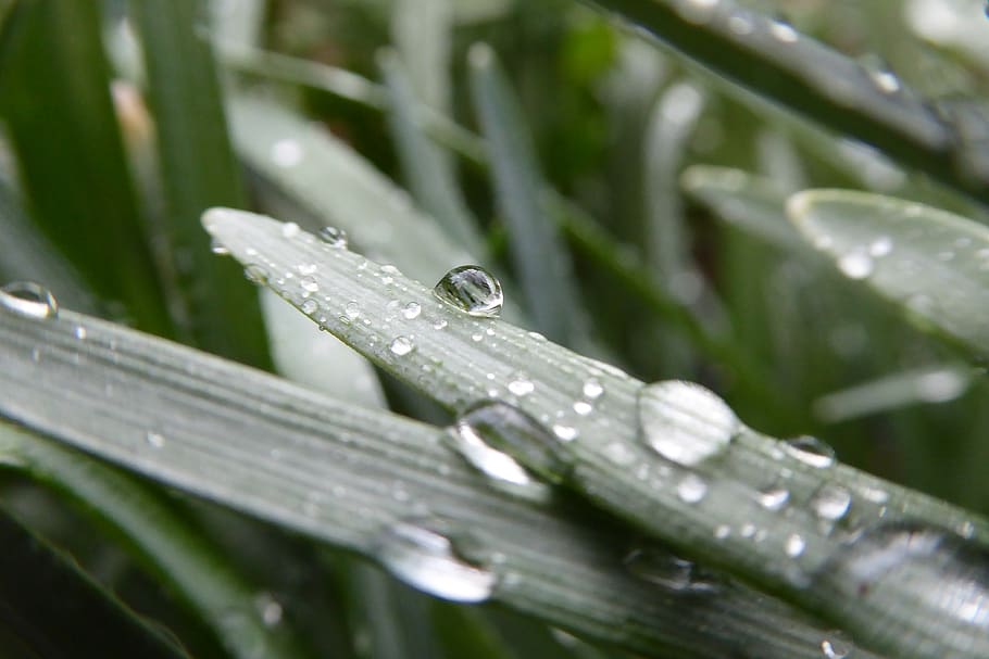 green, leaf, plant, nature, blur, outdoor, wet, water, raindrops HD wallpaper