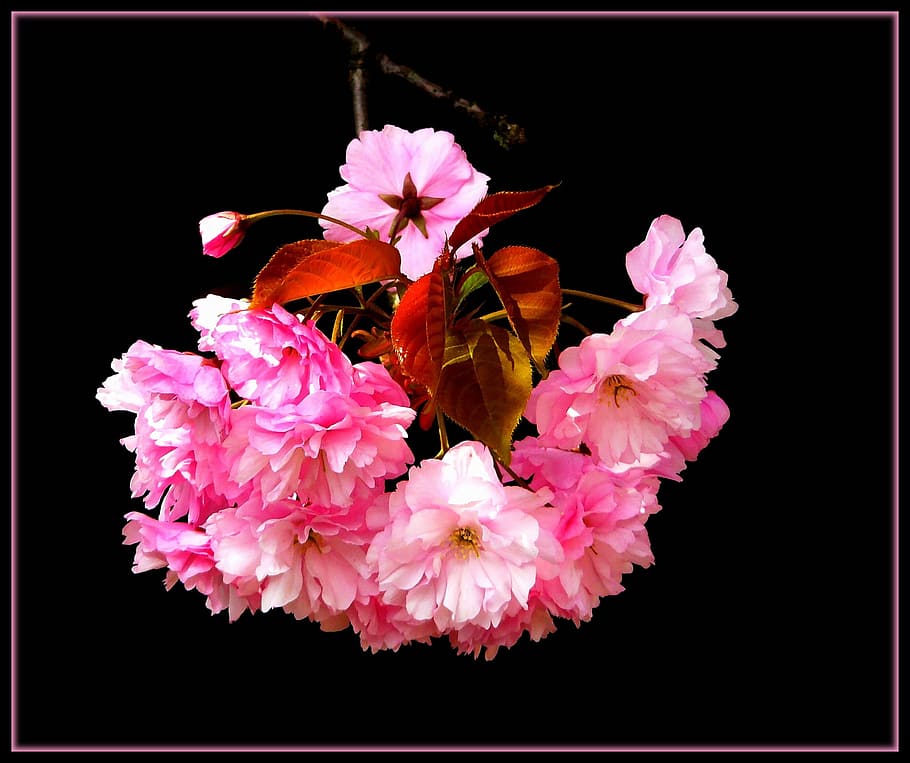 flower, nature, fresh, freshness, beauty, flowering plant, fragility HD wallpaper