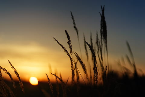 sunset, nature, field, grass, landscape, evening, sky, dusk HD wallpaper
