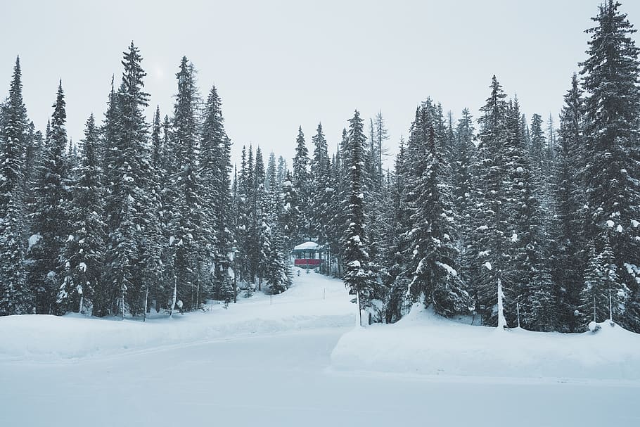 snow-covered forest, plant, tree, abies, fir, nature, outdoors HD wallpaper