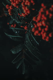 green leaves, berry, leaf, raindrop, droplet, red, dark, light HD wallpaper