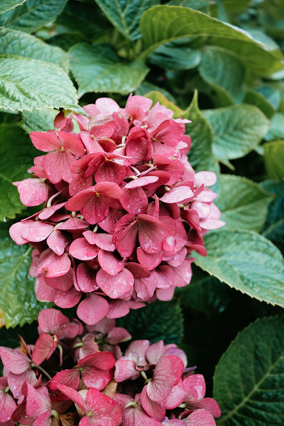 germany, juist, flowering plant, beauty in nature, growth, freshness HD wallpaper