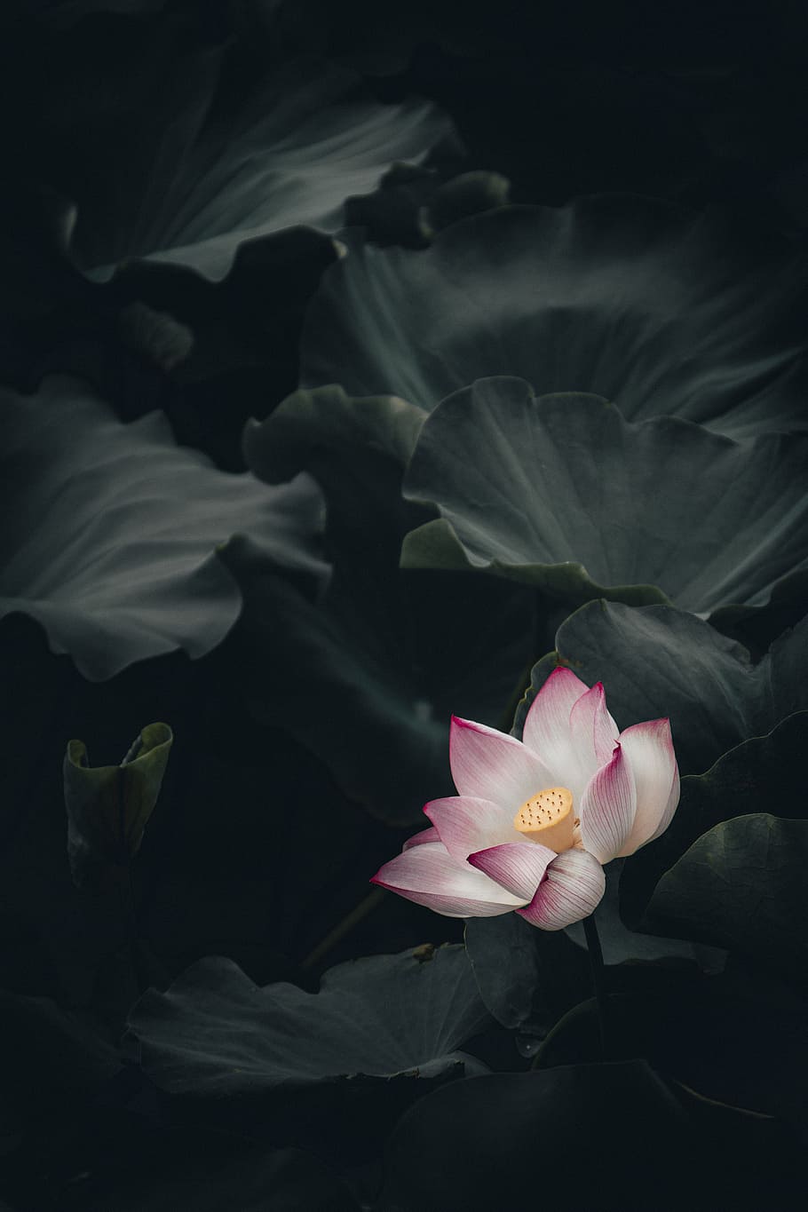 close-up photo of pink and white petaled flower, lotus, leaf HD wallpaper