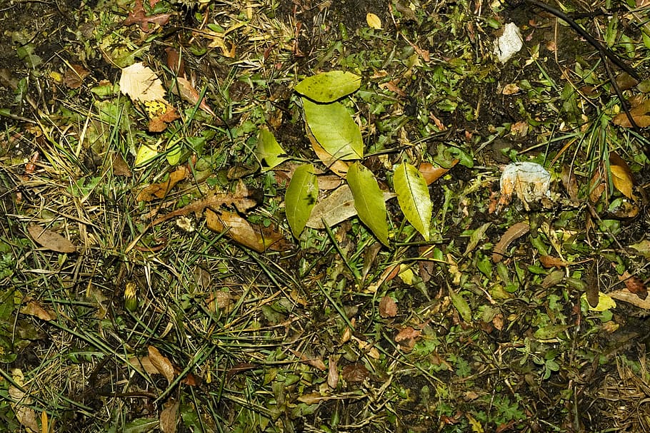 plants, leaves, grass, organic, texture, wet, background, close-up HD wallpaper