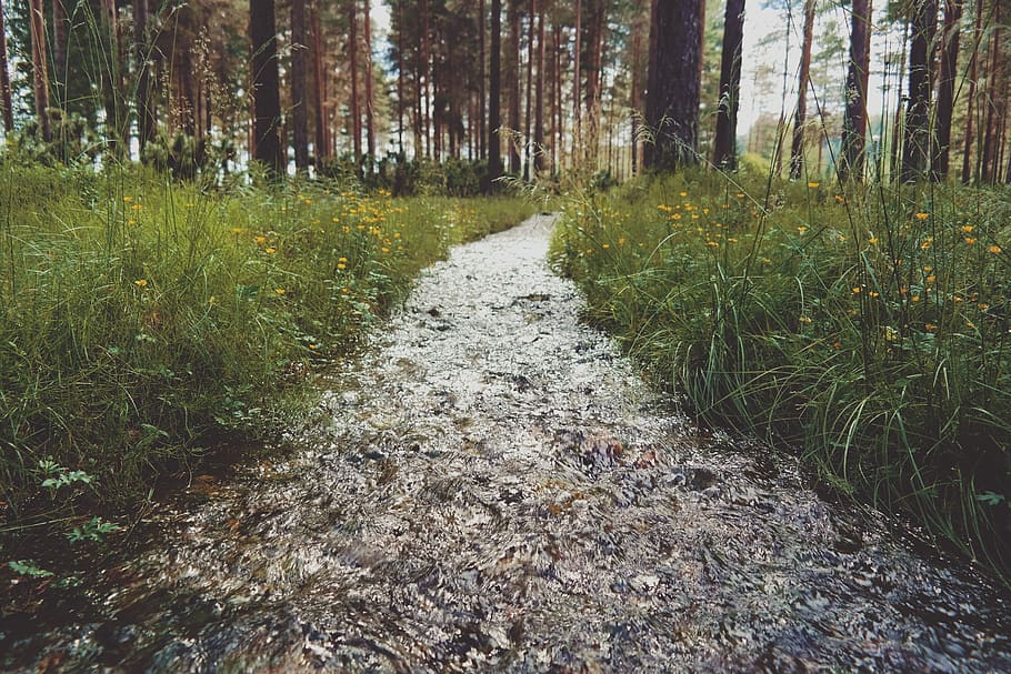 sweden, berglunda, grass, trees, water, stream, flow, forest HD wallpaper