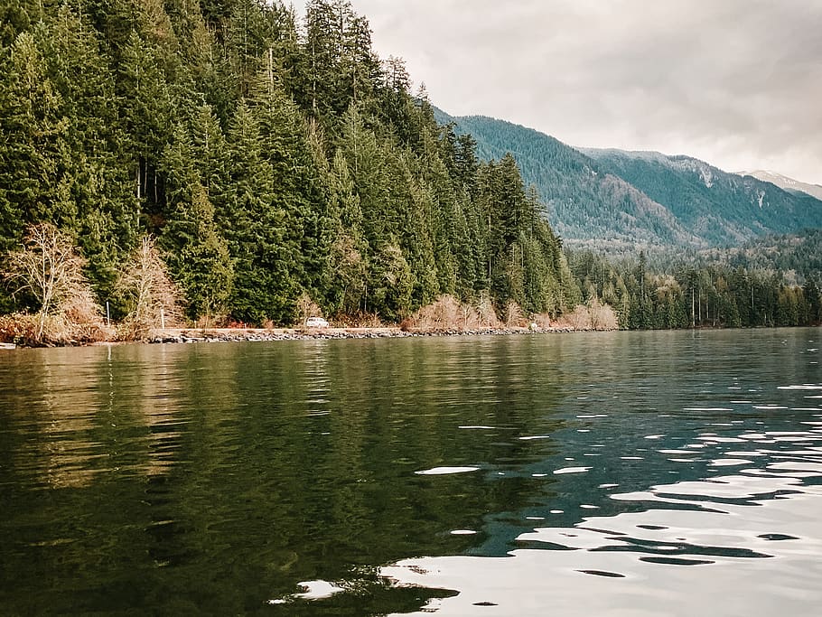 sea beside trees, water, beauty in nature, lake, scenics - nature HD wallpaper