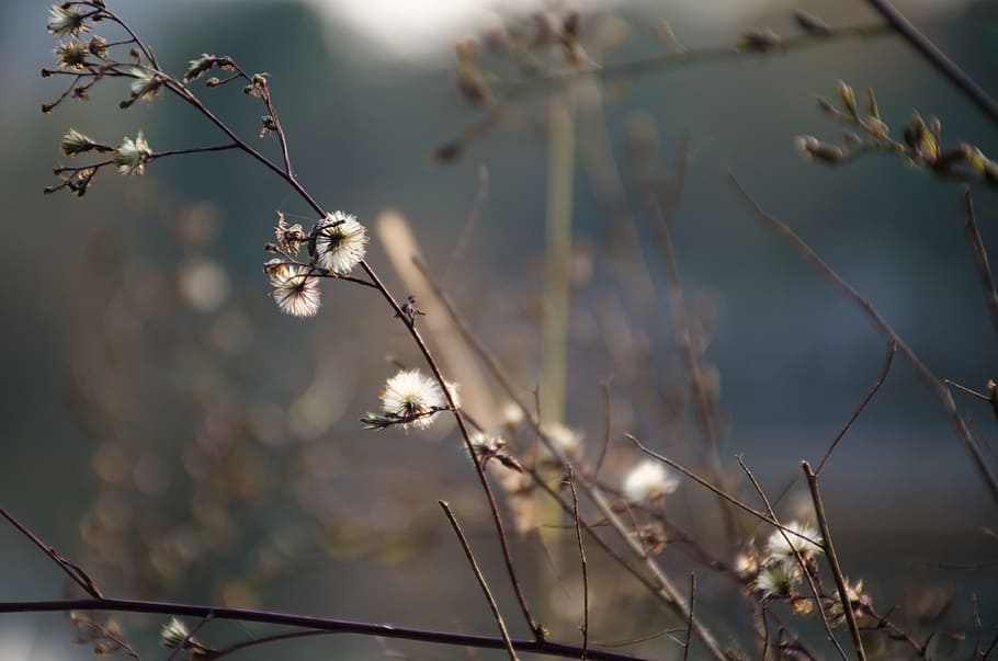 bloom, branches, flowers, gray, trees, focus on foreground HD wallpaper