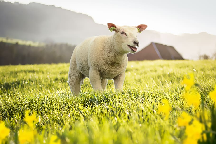 spring, meadow, sheep, nature, agrobusiness, pasture, landscape HD wallpaper