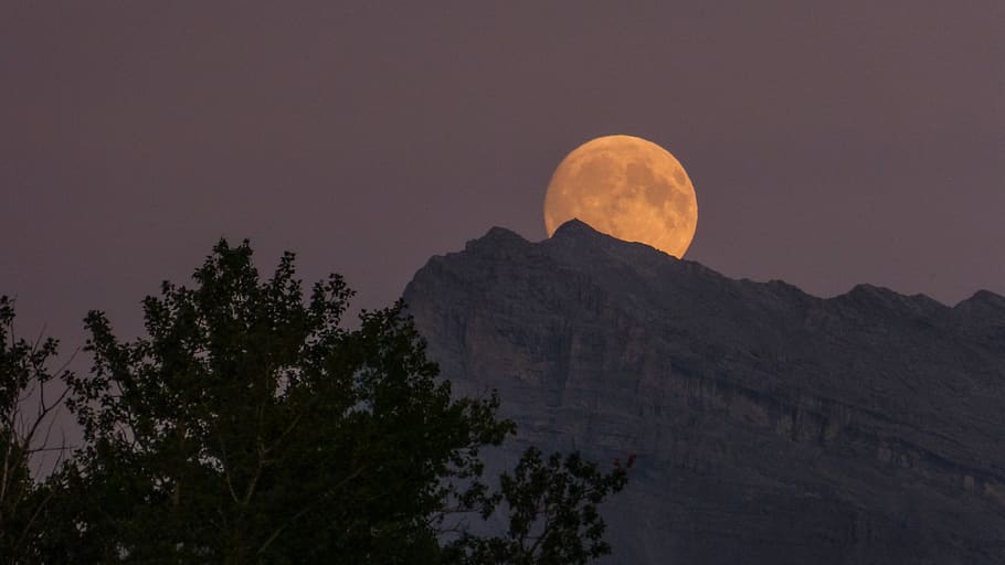 moon over the horizon, tree, space, sky, beauty in nature, plant HD wallpaper