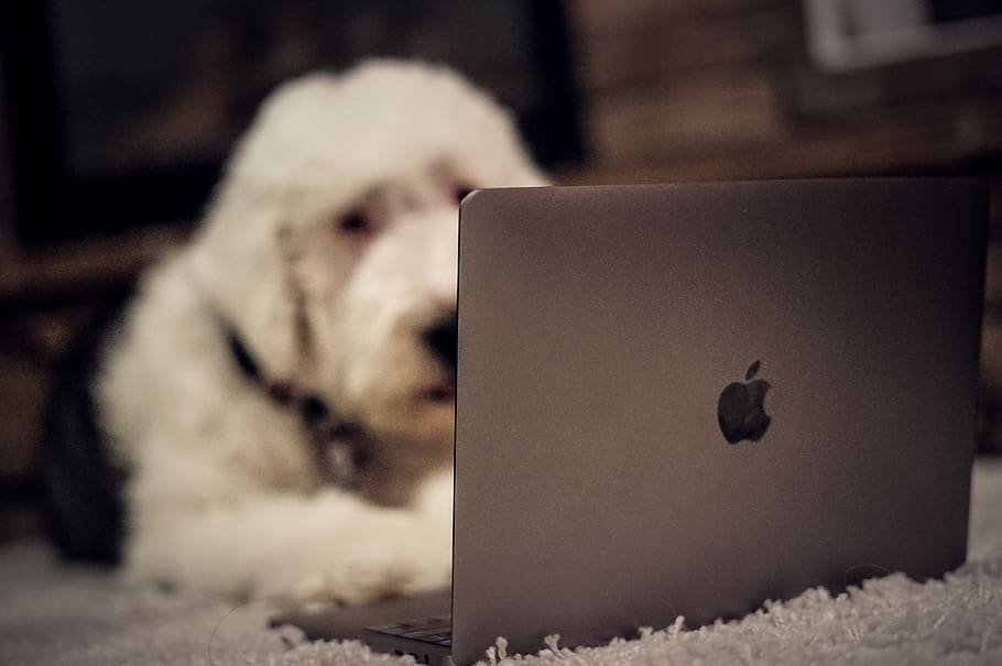 oldenglishsheepdog, coding, macbookpro, mammal, pets, one animal HD wallpaper
