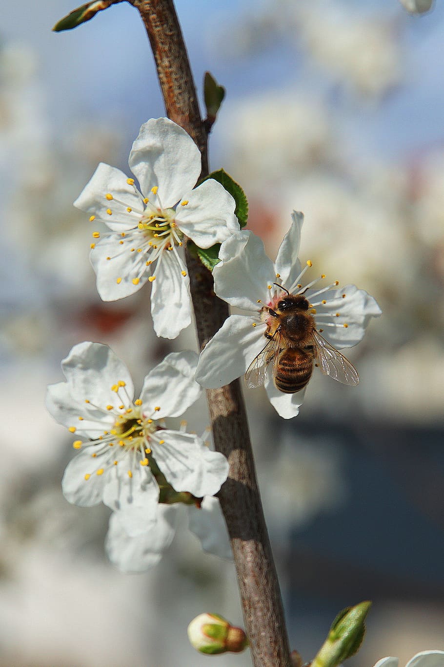 bee, flowers, apple blossoms, insect, nature, close up, spring HD wallpaper