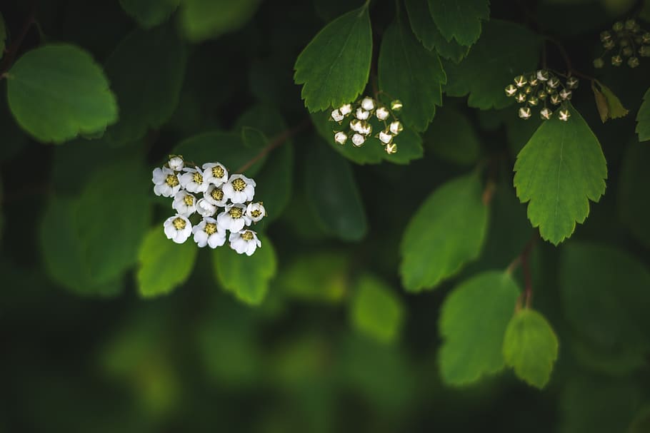 plant, leaf, flower, blossom, pottery, jar, potted plant, vase HD wallpaper