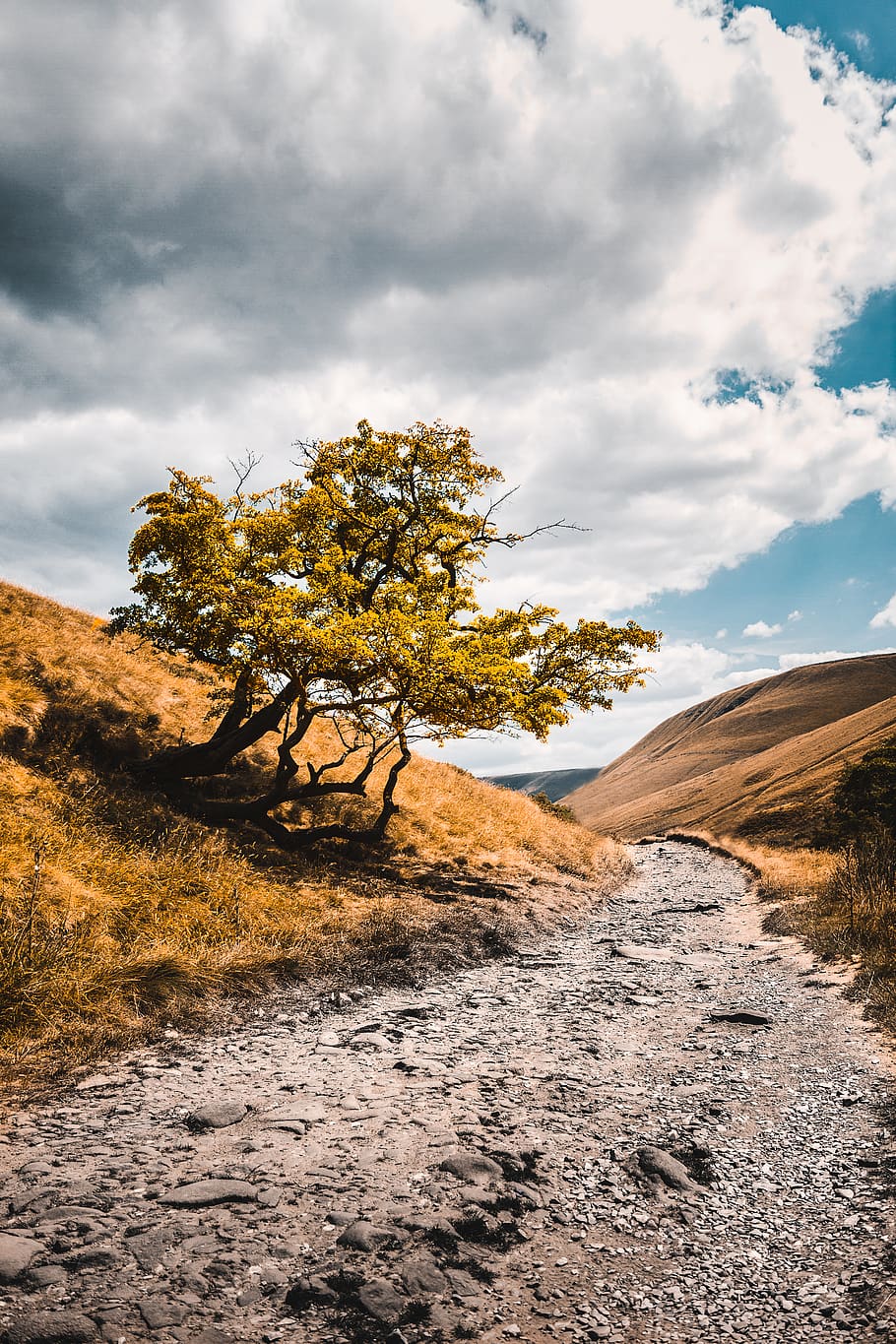 cloud - sky, beauty in nature, tree, tranquility, tranquil scene HD wallpaper