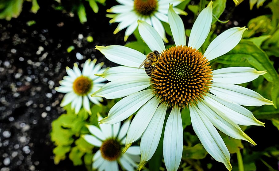 flower, close up, bee, nature, blossom, bloom, plant, macro HD wallpaper