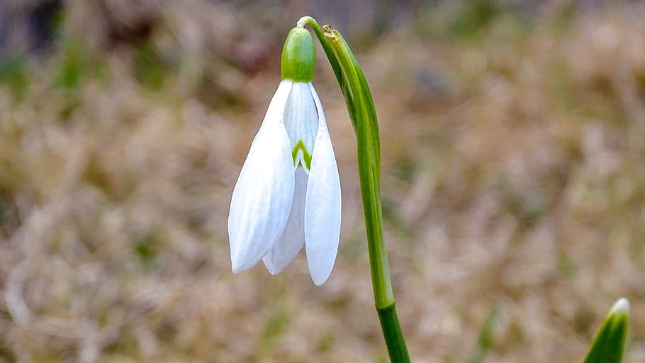snowdrop, spring, nature, flowers, garden, plant, flowering plant HD wallpaper