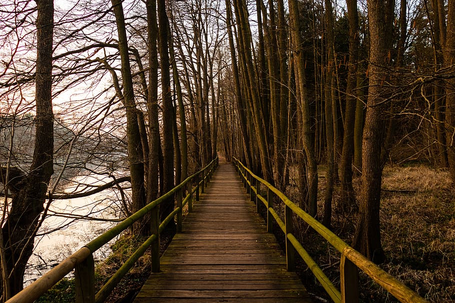 bridge, lake, forest, nature, water, trees, pedestrian bridge HD wallpaper