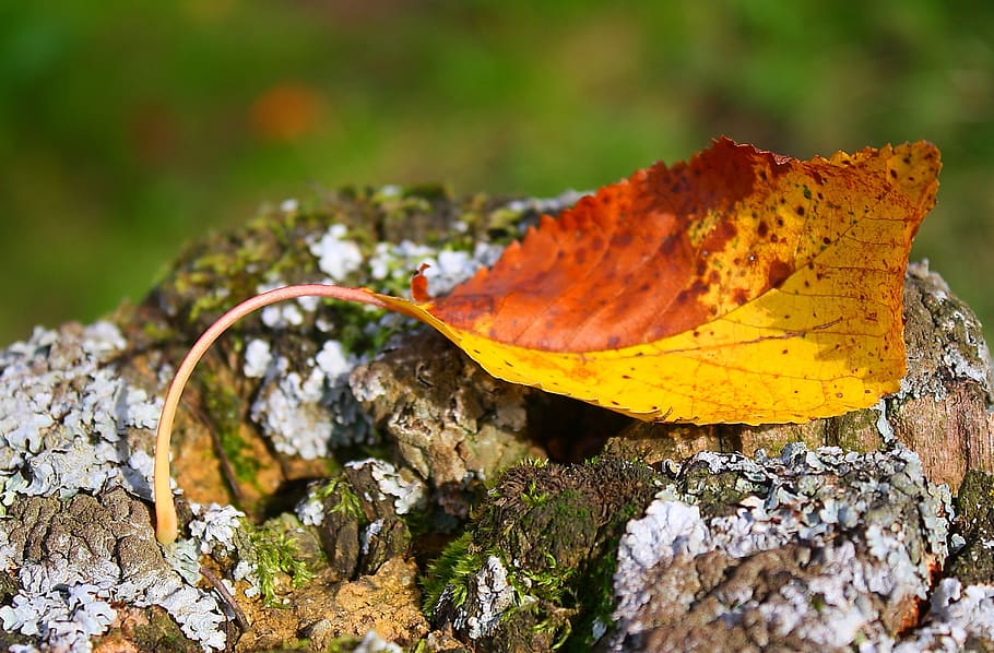 leaf, nature, autumn leaf, color, plant part, close-up, change HD wallpaper