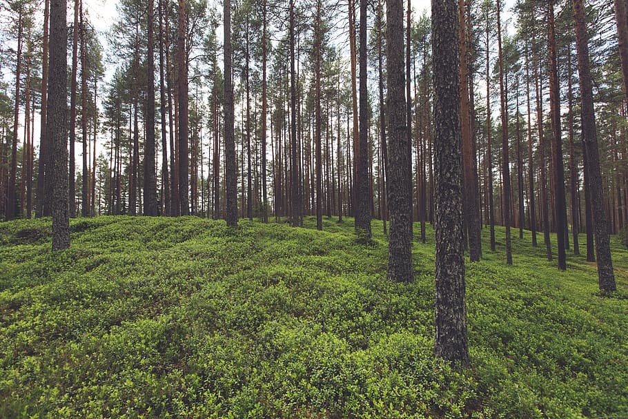 forest, trees, woods, green, grass, nature, plants, land, tranquility HD wallpaper