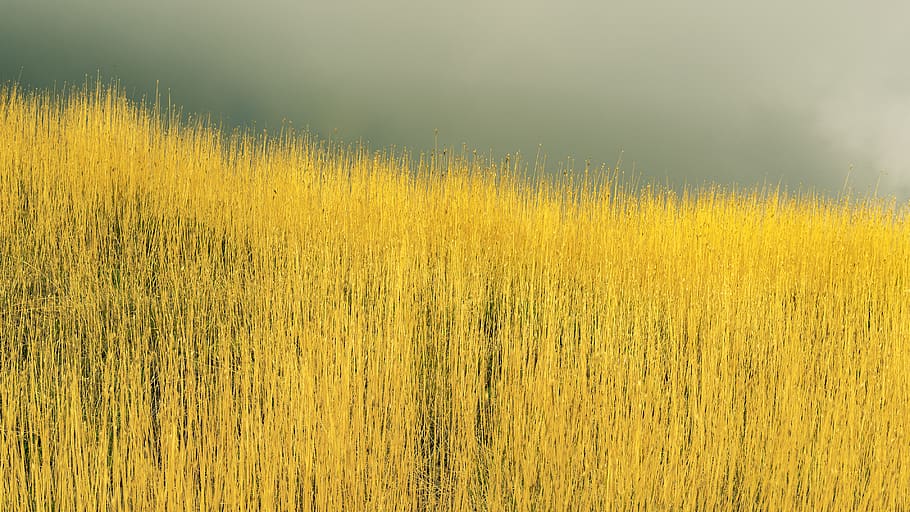 brown grass field, yellow, plant, agriculture, crop, landscape HD wallpaper