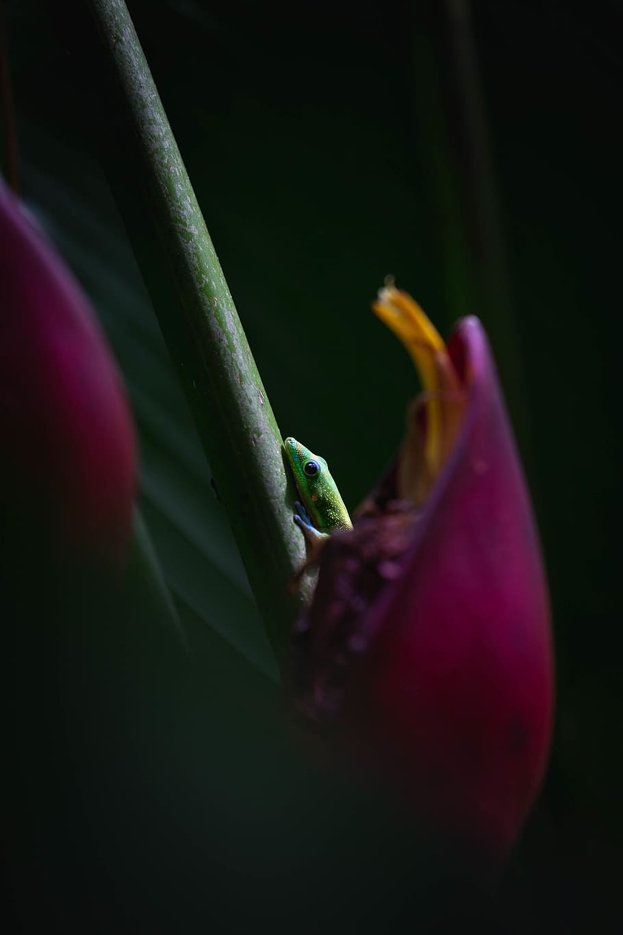 green lizard, plant, close-up, beauty in nature, selective focus HD wallpaper