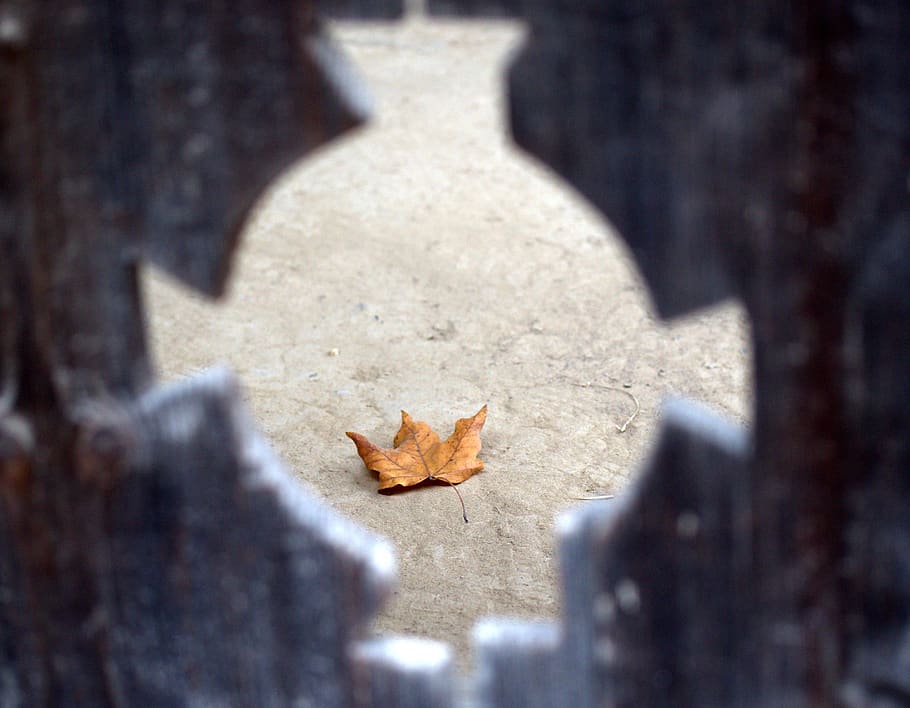 leaf, yellow, dry, fall, ground, autumn, nature, plant part HD wallpaper