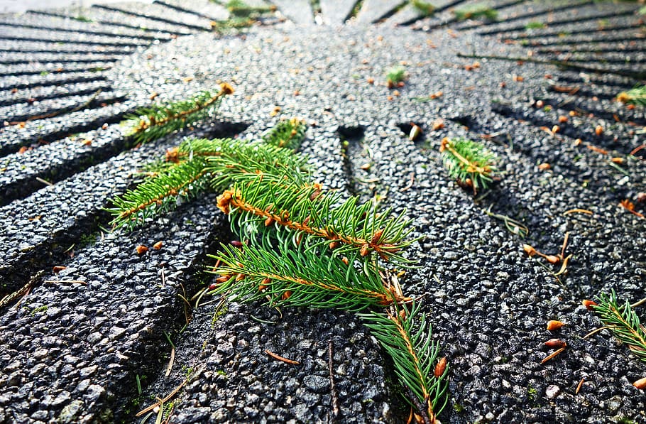 pine needles, pine tree, branch, evergreen, fallen pine needle HD wallpaper
