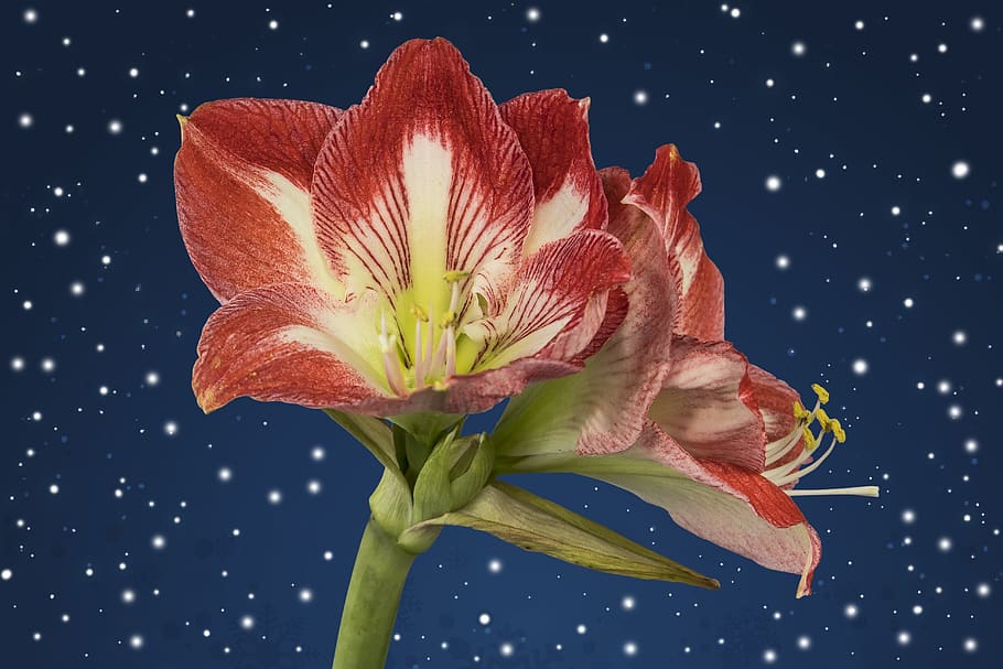 amaryllis, red, pink, blossom, bloom, flower, plant, botany HD wallpaper