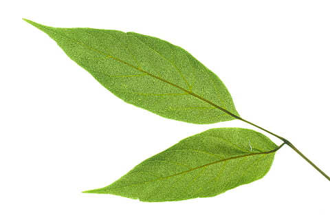 leaf, green, greening, tree, white, closeup, soil, appletree HD wallpaper