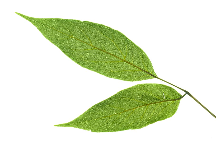 leaf, green, greening, tree, white, closeup, soil, appletree HD wallpaper