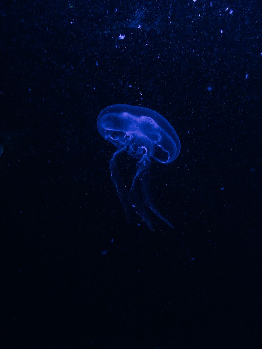 blue jellyfish, animal, invertebrate, sea life, outdoors, nature HD wallpaper