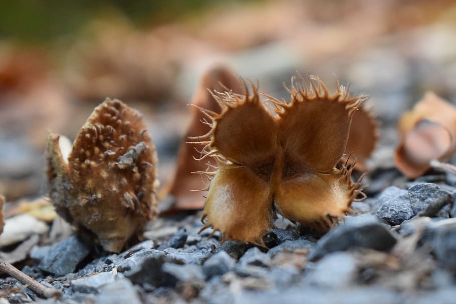 beech nuts, seeds, selective focus, close-up, nature, day, no people HD wallpaper