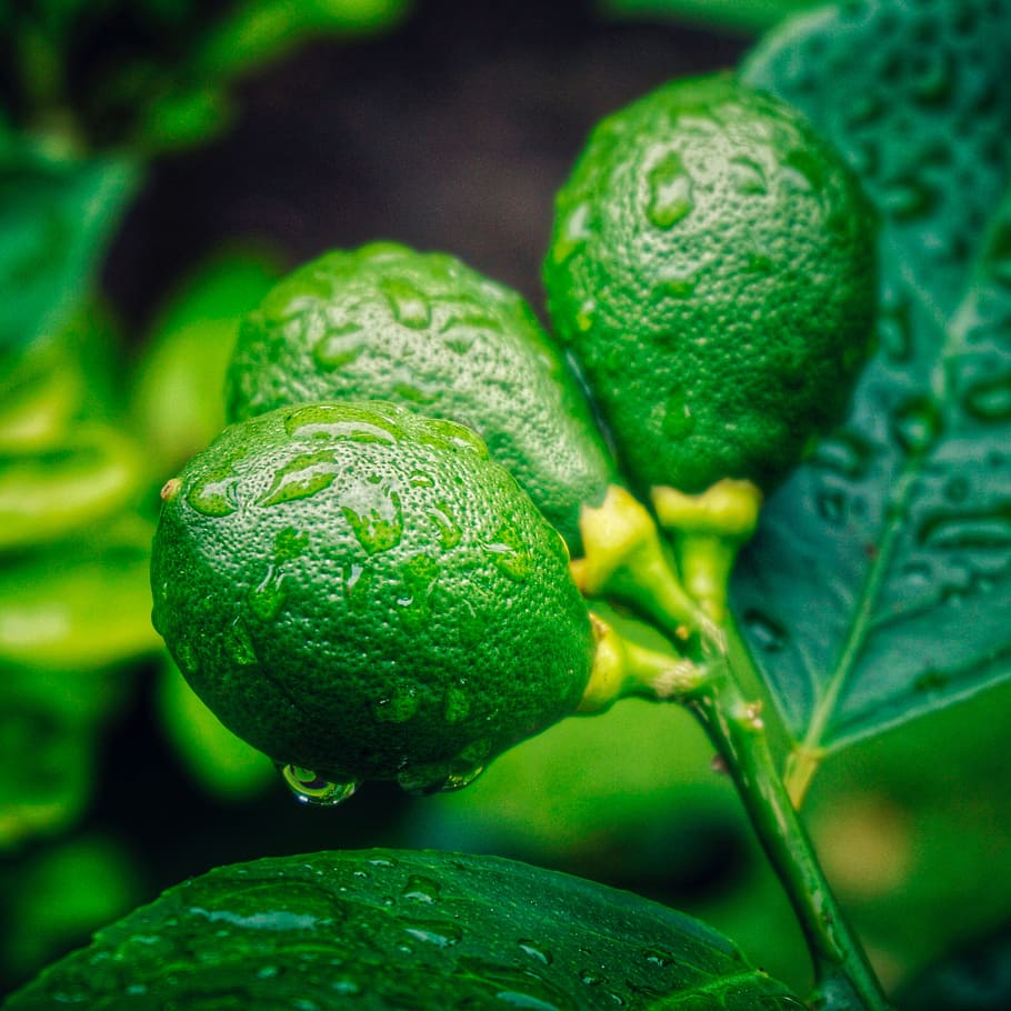 Lime tree, citrus, green, nature, food and drink, freshness, healthy eating HD wallpaper