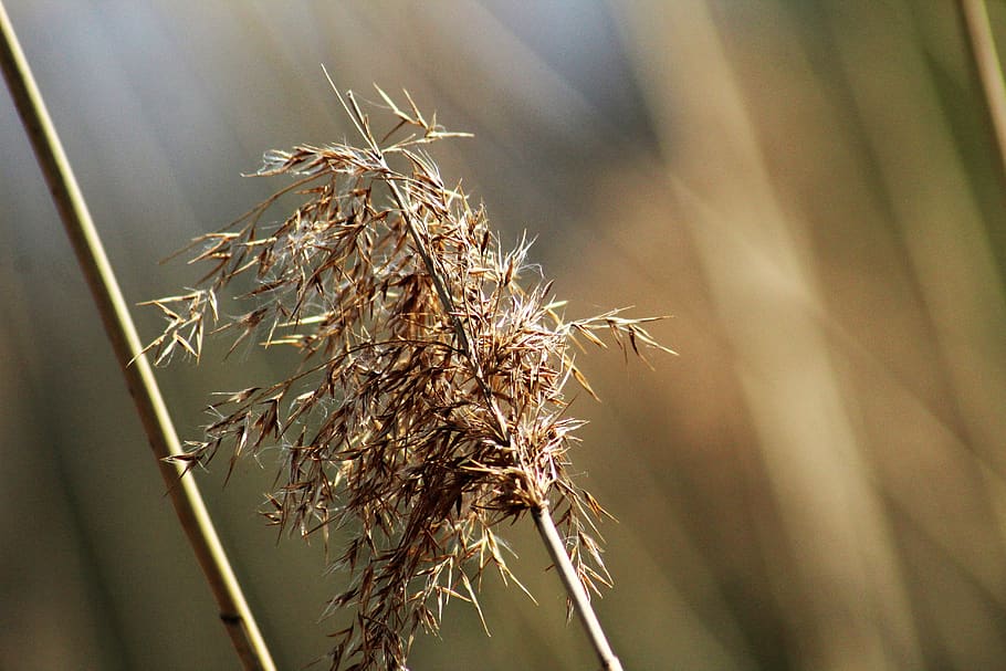 reed, spring, water, swamp, plant, close-up, dry, no people HD wallpaper