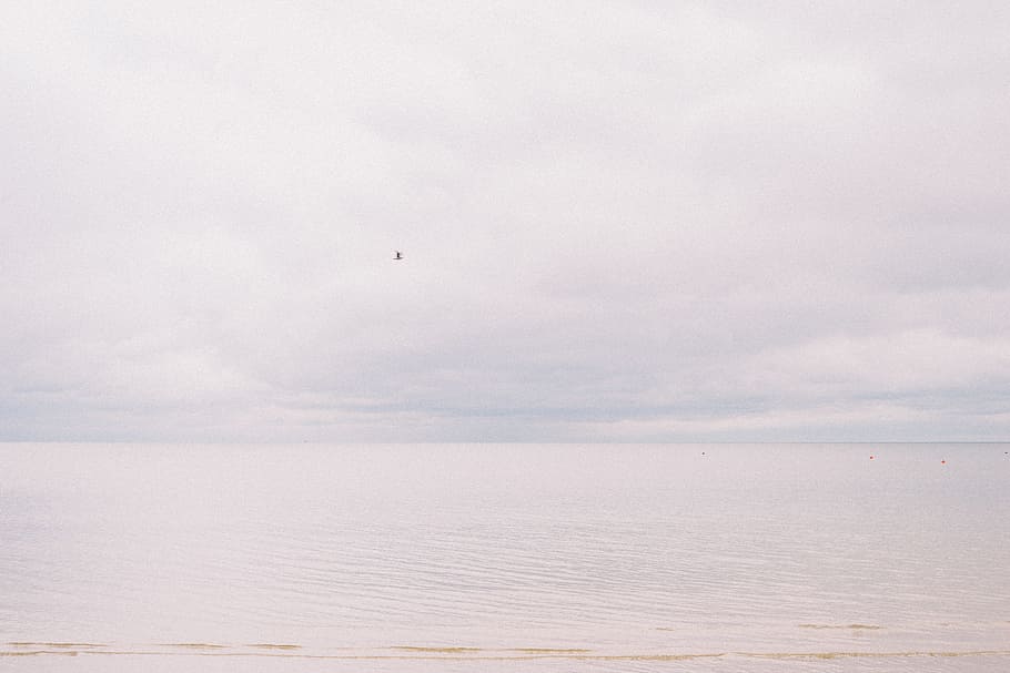 Bird over calm sea, beach, blue, flying, horizon, nature, ocean HD wallpaper